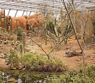 Cactussen in Burgers' Desert