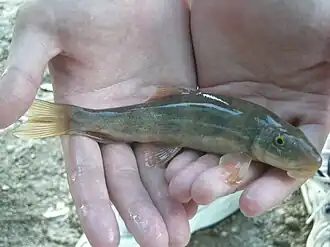 Catostomus clarkii