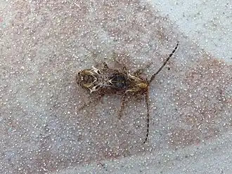 Desmiphora hirticollis