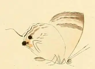 Deudorix lorisona