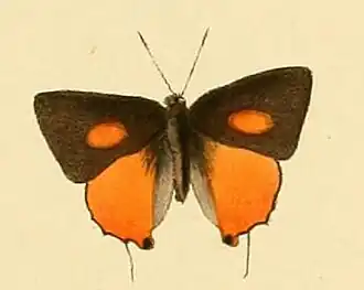 Deudorix wardii