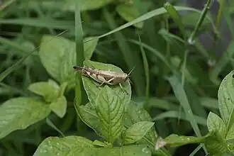Diabolocatantops pinguis