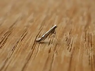 Dialectica scalariella