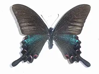 Papilio dialis