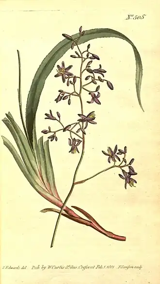 Dianellaceae