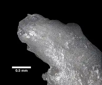 Diaperoforma californica