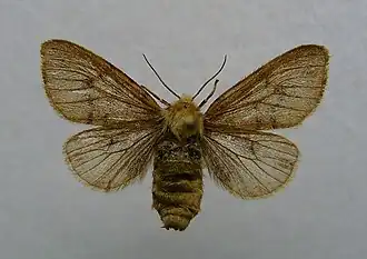 Diaphora sordida