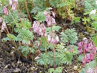 Dicentra formosa