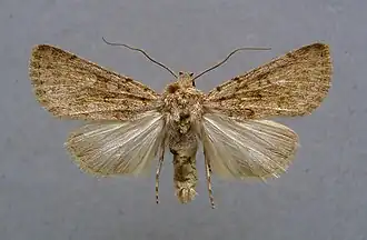 Dichagyris erubescens