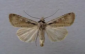 Dichagyris flammatra