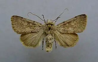 Dichagyris renigera