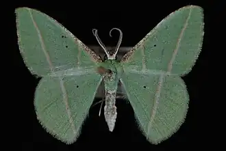 Dichorda illustraria