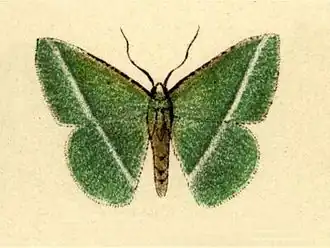 Dichorda rhodocephala