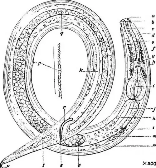 . a, mondopening; b, dorsale tand; c, farynx; d, basis van de farynx; e, oesofagus; f, zenuwcellen; g, zenuwring; h, uitscheidingsopening; i, gespierde verdikking met klep voor het vermalen van het voedsel; j, longitudinale rij van cuticulaire merktekens, karakteristiek voor het geslacht; k, darm; l, uitscheidingsklier; m, celkern van uitscheidingsklier; n, helpercel van de uitscheidingsklier; 0, blindeind van testikel; p, striae van de cuticula; q, zaadleider; r, spiculum; s, anus; t, staartklier; u, spinneret (uitscheidingsopening van de staartklier). (After Cobb.J)