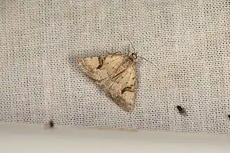 Dichromodes anelictis