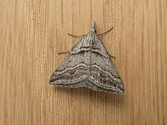 Dichromodes consignata