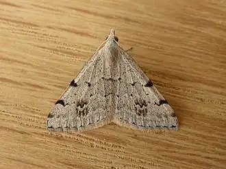 Dichromodes estigmaria