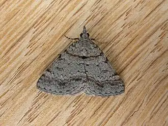 Dichromodes obtusata