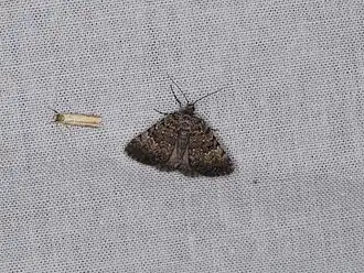 Dichromodes semicanescens