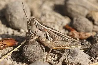 Dichroplus pratensis