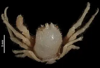 Dicranodromia spinulata