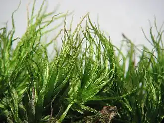 Moerasgaffeltandmos(Dicranum bonjeanii )