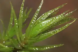 Gerimpeld gaffeltandmos