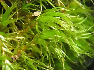 Bossig gaffeltandmos