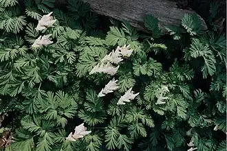 Dicentra cucullaria