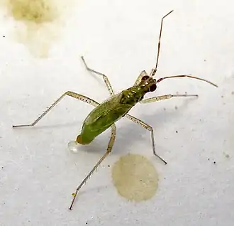 Dicyphus constrictus