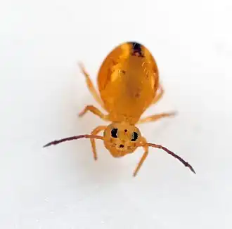 Dicyrtomina minuta