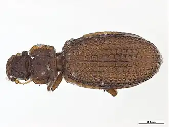 Dienerella intermedia