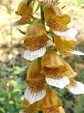 Digitalis laevigata