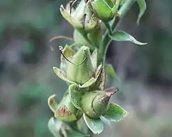 Vingerhoedskruid, vruchten