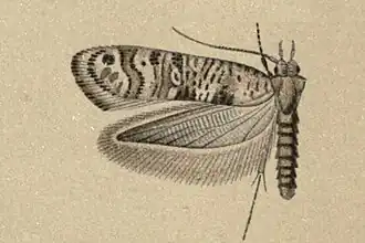 Digitivalva pappella