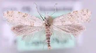 Digitivalva reticulella