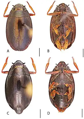 Dineutus assimilis