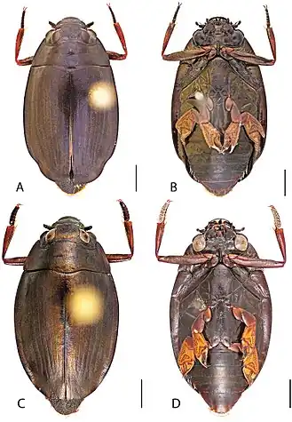 Dineutus nigrior
