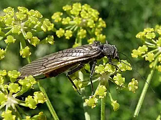Steenvliegen leven onder andere van nectar en stuifmeel, afgebeeld is de soort Dinocras cephalotes uit Spanje.