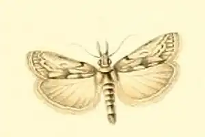 Dioryctria robiniella