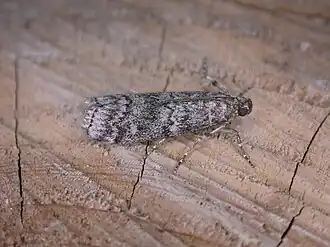 Kleine sparappelboorder