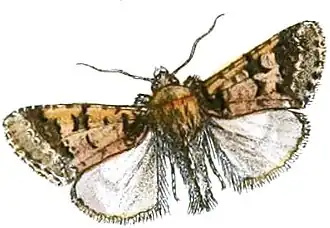 Diphtherocome discibrunnea