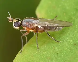 Diplotoxa versicolor