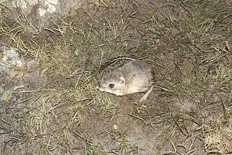 Dipodomys phillipsii