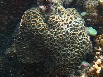 Dipsastraea speciosa