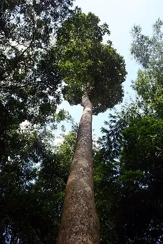 Dipterocarpus zeylanicus