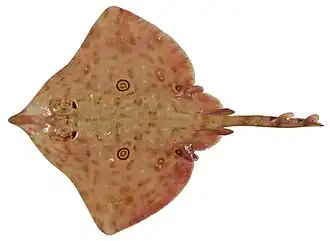 Dentiraja oculus