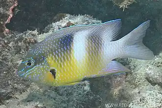 Dischistodus prosopotaenia