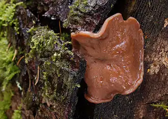 Grote voorjaarsbekerzwam