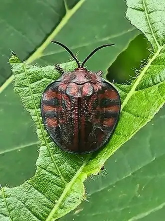 Discomorpha variegata